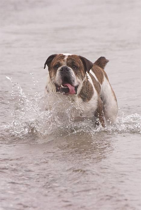 Olde english bulldogge Mr. Møller - |*Tosafoto*| billede 3