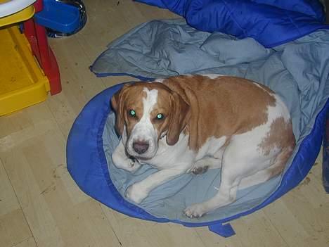 Beagle victor {I Hundehimlen} - gaaab skal til at sove lige efter en tur i haven billede 1