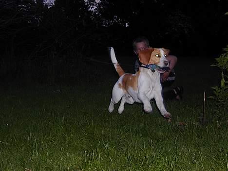 Beagle victor {I Hundehimlen} - hehe Hvem kan fange mig ??? billede 2