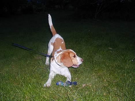 Beagle victor {I Hundehimlen} - kommer der mon nogle og tag min godbid billede 3