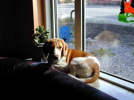 Beagle victor {I Hundehimlen} - Det her er bare det bedste sted i hele huset "lige ud over børnenes senge" billede 4