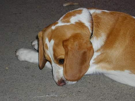 Beagle victor {I Hundehimlen} - Neeeej jeg er blivet træt Gaaaaaaaab billede 5