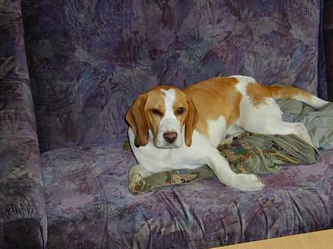 Beagle victor {I Hundehimlen} - et lille blink til jer alle beagel elskere billede 7