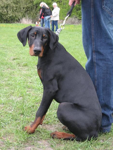 Dobermann **Kenzo** (Omplaceret) - Mig du snakker til? Jeg kigger altså efter damer .. At du ved det ...  billede 4