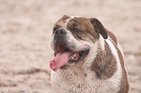 Olde english bulldogge Mr. Møller - |*Tosafoto*| billede 4