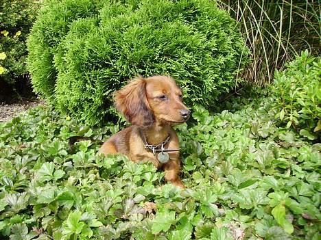 Miniature gravhund Freja - Freja i flyverskjul billede 1