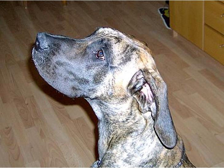 {{currentPhoto.altText}} billede {{currentPhoto.number}}