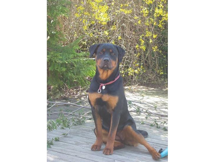 Rottweiler Tulle Larsen - Her er jeg så.... med det royale navn Tulle Larsen billede 1