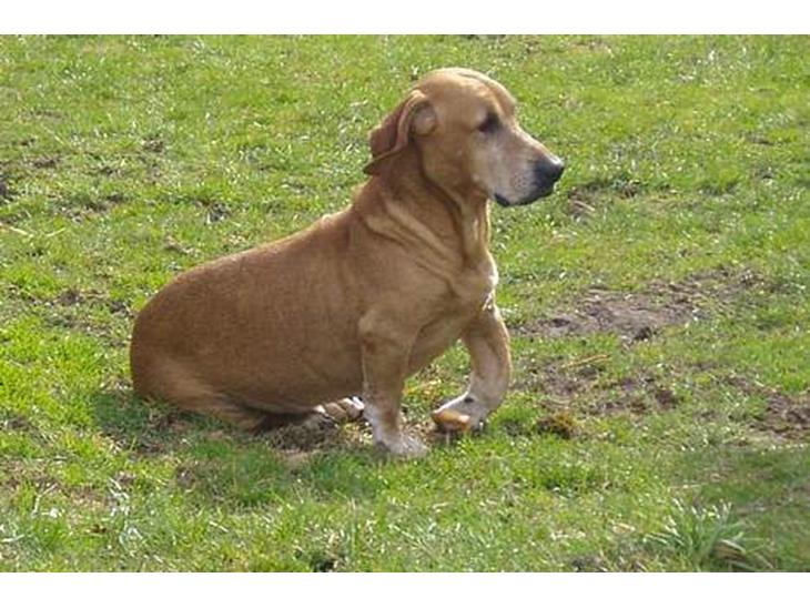 Blanding af racer Bonzo<33 - Bonzo<33 elsker den hund billede 1