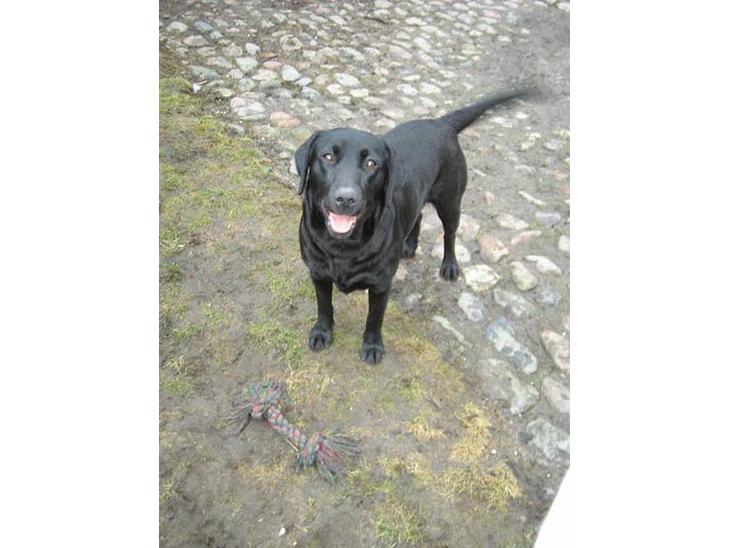 Labrador retriever Parma<33 - parma billede 1