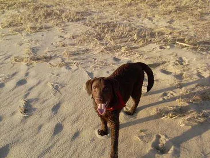 {{currentPhoto.altText}} billede {{currentPhoto.number}}