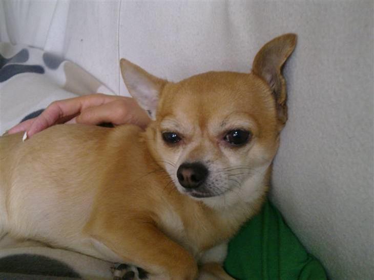 Chihuahua Challenge - Jeps, det´ mig!!! :-) billede 1