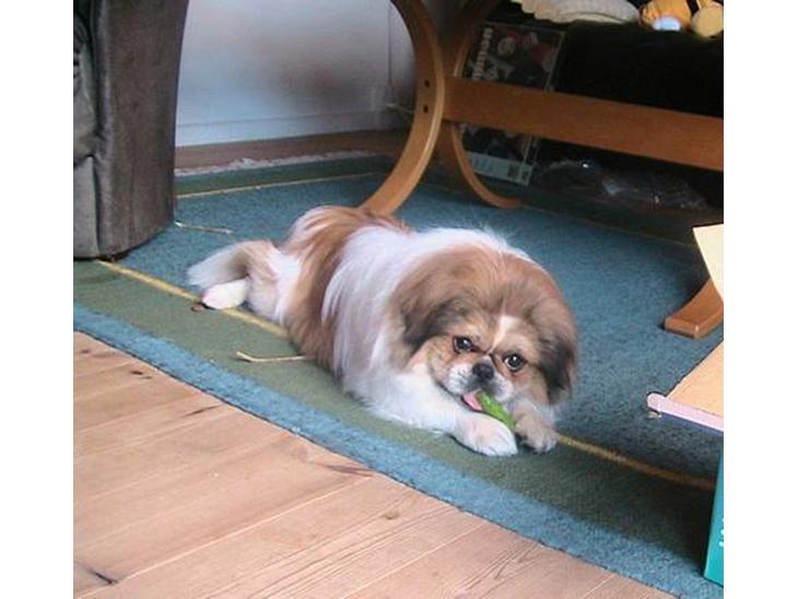 Pekingeser Danger - Savner dig!! 2004 - 2010 - Danger billede 1
