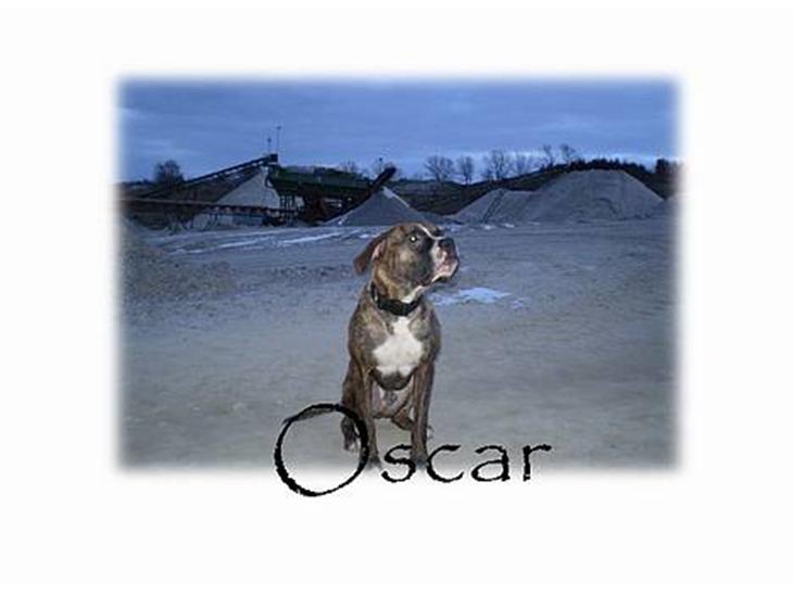 Blanding af racer Oscar  R.I.P. - Oscar billede 1