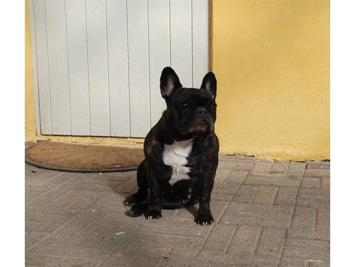 {{currentPhoto.altText}} billede {{currentPhoto.number}}