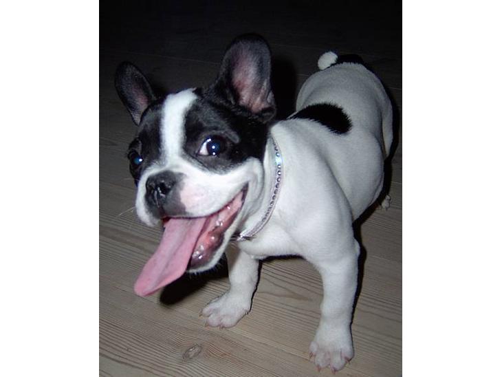 {{currentPhoto.altText}} billede {{currentPhoto.number}}