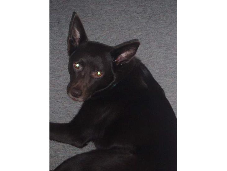 Australsk kelpie Pomba billede 1