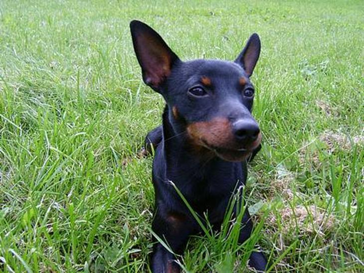 {{currentPhoto.altText}} billede {{currentPhoto.number}}