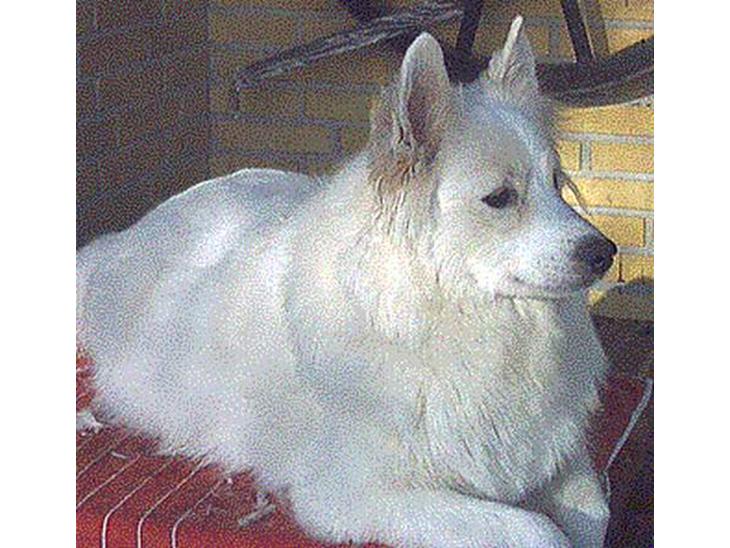 {{currentPhoto.altText}} billede {{currentPhoto.number}}