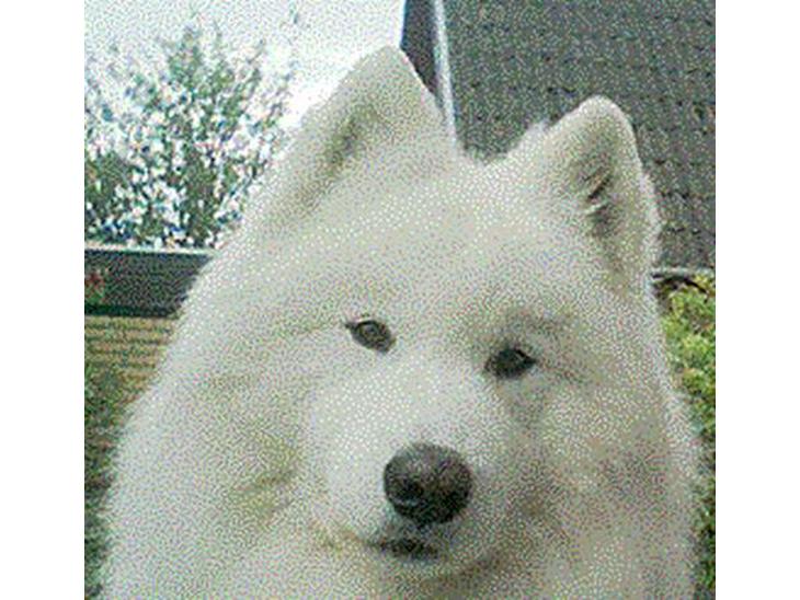 {{currentPhoto.altText}} billede {{currentPhoto.number}}