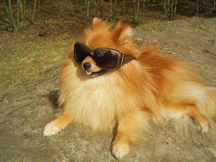 Pomeranian Tops'y Pax - R.I.P. - Pax Like a DIRTY Star :) billede 1