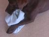 Labrador retriever Boogie