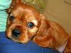 Cavalier king charles spaniel Lucy