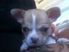 Chihuahua CHIHUAHUA OTTO