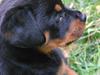 Rottweiler Chika