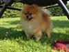 Pomeranian Topsy's Bailey
