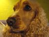 Cocker spaniel Bella (abeungen)