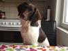 Kleiner münsterländer Perle " Solgt d. 30/11 - 2013" [Tidl. hund]