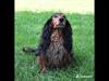 Gravhund Sundsdals Geo
