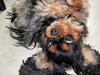 Cavalier king charles spaniel Daisy <3