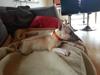 Bullterrier miniature Bulliequeens Alba [ Himmelhund]
