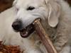 Golden retriever Balou [ Himmelhund]