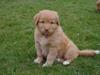 Nova scotia duck tolling retriever Alberte [ Himmelhund]