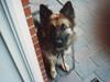 Schæferhund Zita [ Himmelhund]