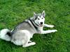 Alaskan malamute Kisja