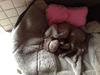 Weimaraner Aura