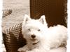 West highland white terrier Sofiensdals Treasure Hunt