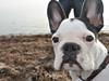 Fransk bulldog ALFRED