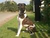 Amerikansk staffordshire terrier Kenzo