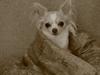 Chihuahua Chiboel's Dancing Matilde