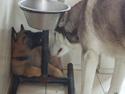 Malinois Isell's Uno