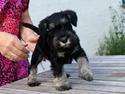 Dvaergschnauzer Qualificas Lauritz De Luxe