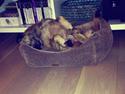 Border terrier Gizmo