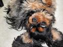 Cavalier king charles spaniel Daisy <3