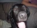 Labrador retriever chilli