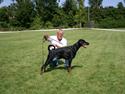 Dobermann Brown Chief Amaya